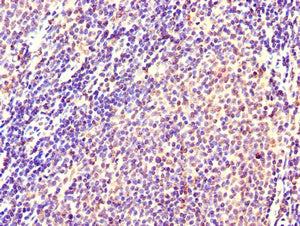CXCR2 Antibody, Biotin conjugated – Figure 1 of 3