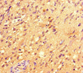 ACOD1 Antibody – Figure 1 of 2