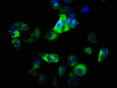 ITGA2 Antibody, Biotin conjugated – Figure 1 of 2