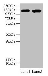 ITGAL Antibody, HRP conjugated – Figure 1 of 4