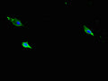 Itgb1 Antibody, HRP conjugated – Figure 1 of 2