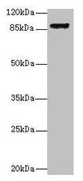 Itgb1 Antibody, FITC conjugated – Figure 1 of 2