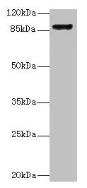 Itgb1 Antibody, FITC conjugated – Figure 1 of 2