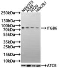 Western Blot Positive WB detected in: NIH/3T3 whole cell lysate(30µg), A549 whole cell lysate(30µg), HT29 whole cell lysate(30µg),HEK293 whole cell lysate(30µg) All lanes: ITGB6 antibody at 1:1000 Secondary Goat polyclonal to rabbit IgG at 1/20000 dilution Predicted band size: 86,75 kDa Observed band size: 86 kDa Exposure time: 10s