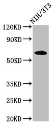 Western Blot
Positive WB detected in: NIH/3T3 whole cell lysate
All lanes: IVL antibody at 3.2ug/ml
Secondary
Goat polyclonal to rabbit IgG at 1/50000 dilution
Predicted band size: 69 kDa
Observed band size: 69 kDa