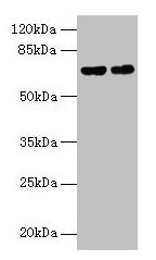 Keap1 Antibody, FITC conjugated – Figure 1 of 1