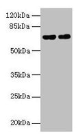 Keap1 Antibody, Biotin conjugated – Figure 1 of 1