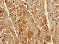 ATG13 Antibody – Figure 1 of 3