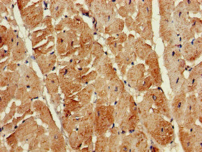 ATG13 Antibody – Figure 1 of 3