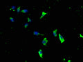 Immunofluorescence staining of SH-SY5Y cells with CSB-PA012695LA01HU at 1:133, counter-stained with DAPI. The cells were fixed in 4% formaldehyde, permeabilized using 0.2% Triton X-100 and blocked in 10% normal Goat Serum. The cells were then incubated with the antibody overnight at 4°C. The secondary antibody was Alexa Fluor 488-congugated AffiniPure Goat Anti-Rabbit IgG(H+L).
