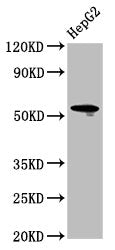 LAG3 Antibody, HRP conjugated – Figure 1 of 2