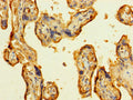 LAMA5 Antibody, HRP conjugated – Figure 1 of 1