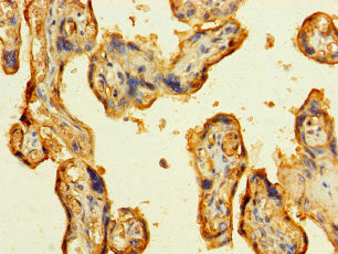 LAMA5 Antibody, HRP conjugated – Figure 1 of 1