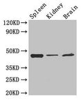 LAMP2 Antibody, HRP conjugated – Figure 1 of 3