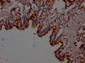 IHC image of CSB-PA012816LA01RA diluted at 1:200 and staining in paraffin-embedded rat lung tissue performed on a Leica BondTM system. After dewaxing and hydration, antigen retrieval was mediated by high pressure in a citrate buffer (pH 6.0). Section was blocked with 10% normal goat serum 30min at RT. Then primary antibody (1% BSA) was incubated at 4°C overnight. The primary is detected by a Goat anti-rabbit polymer IgG labeled by HRP and visualized using 0.05% DAB.