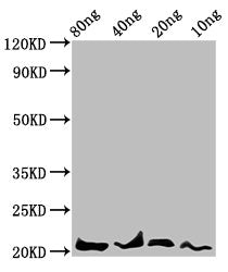Western Blot
Positive WB detected in Recombinant protein
All lanes: LEP antibody at 4.7µg/ml
Secondary
Goat polyclonal to rabbit IgG at 1/50000 dilution
Predicted band size: 21 kDa
Observed band size: 21 kDa