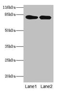 LHCGR Antibody, HRP conjugated – Figure 1 of 3