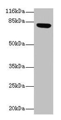 Lhcgr Antibody, FITC conjugated – Figure 1 of 1