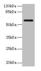 MAOA Antibody, Biotin conjugated – Figure 1 of 3
