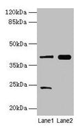 MAP2K3 Antibody, HRP conjugated – Figure 1 of 3