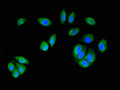 MAP2K6 Antibody, FITC conjugated – Figure 1 of 1