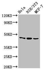 Western Blot
Positive WB detected in: Hela whole cell lysate, NIH/3T3 whole cell lysate, MCF-7 whole cell lysate
All lanes: MAP2K7 antibody at 2.7µg/ml
Secondary
Goat polyclonal to rabbit IgG at 1/50000 dilution
Predicted band size: 48, 52, 50, 49 kDa
Observed band size: 48 kDa