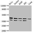 MAPK1 Antibody – Figure 1 of 4