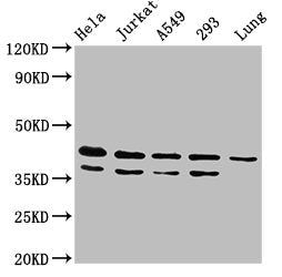 MAPK1 Antibody – Figure 1 of 4