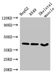 Western Blot
Positive WB detected in: HepG2 whole cell lysate, A549 whole cell lysate, Mouse skeletal muscle tissue
All lanes: MAPK12 antibody at 2.7µg/ml
Secondary
Goat polyclonal to rabbit IgG at 1/50000 dilution
Predicted band size: 42, 41 kDa
Observed band size: 42 kDa