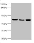 Western blot
All lanes: Mitogen-activated protein kinase 13 antibody at 3ug/ml
Lane 1: HepG2 whole cell lysate
Lane 2: Hela whole cell lysate
Lane 3: MCF-7 whole cell lysate
Secondary
Goat polyclonal to rabbit IgG at 1/10000 dilution
Predicted band size: 43, 29 kDa
Observed band size: 43 kDa