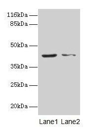 MAPK13 Antibody, Biotin conjugated – Figure 1 of 4