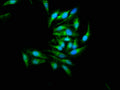 MAPK9 Antibody, FITC conjugated – Figure 1 of 2