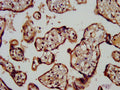 IHC image of CSB-PA013560LA01HU diluted at 1:200 and staining in paraffin-embedded human placenta tissue performed on a Leica BondTM system. After dewaxing and hydration, antigen retrieval was mediated by high pressure in a citrate buffer (pH 6.0). Section was blocked with 10% normal goat serum 30min at RT. Then primary antibody (1% BSA) was incubated at 4&deg;C overnight. The primary is detected by a biotinylated secondary antibody and visualized using an HRP conjugated SP system.