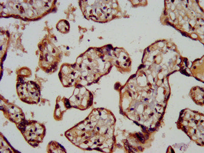 IHC image of CSB-PA013560LA01HU diluted at 1:200 and staining in paraffin-embedded human placenta tissue performed on a Leica BondTM system. After dewaxing and hydration, antigen retrieval was mediated by high pressure in a citrate buffer (pH 6.0). Section was blocked with 10% normal goat serum 30min at RT. Then primary antibody (1% BSA) was incubated at 4&deg;C overnight. The primary is detected by a biotinylated secondary antibody and visualized using an HRP conjugated SP system.