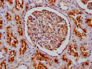 IHC image of CSB-PA014653LA01HU diluted at 1:100 and staining in paraffin-embedded human kidney tissue performed on a Leica BondTM system. After dewaxing and hydration, antigen retrieval was mediated by high pressure in a citrate buffer (pH 6.0). Section was blocked with 10% normal goat serum 30min at RT. Then primary antibody (1% BSA) was incubated at 4°C overnight. The primary is detected by a Goat anti-rabbit polymer IgG labeled by HRP and visualized using 0.05% DAB.