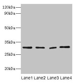 Western blot
All lanes: Mmp7 antibody at 2µg/ml
Lane 1: Colo320 whole cell lysaye
Lane 2: NIH/3T3 whole cell lysaye
Lane 3: Mouse lung tissue
Lane 4: HepG2 whole cell lysate
Secondary
Goat polyclonal to rabbit IgG at 1/10000 dilution
Predicted band size: 30 kDa
Observed band size: 30 kDa