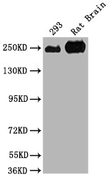Western Blot
Positive WB detected in: 293 whole cell lysate, Rat Brain tissue
All lanes: MYH10 antibody at 1:2000
Secondary
Goat polyclonal to rabbit IgG at 1/50000 dilution
Predicted band size: 229, 231, 232, 233 kDa
Observed band size: 250 kDa