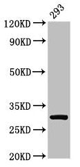 Western Blot
Positive WB detected in: 293 whole cell lysate
All lanes: RPA2 antibody at 2µg/ml
Secondary
Goat polyclonal to rabbit IgG at 1/50000 dilution
Predicted band size: 30, 31, 39 kDa
Observed band size: 30 kDa