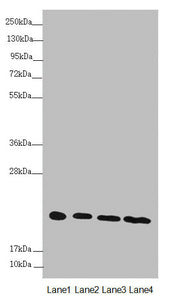 Western blot All lanes: NDUFB10 antibody at 3.04 ug/ml Lane 1: Hela whole cell lysate Lane 2: Jurkat whole cell lysate Lane 3: HepG2 whole cell lysate Lane 4: 293T whole cell lysate Secondary Goat polyclonal to rabbit IgG at 1/10000 dilution Predicted band size: 21 kDa Observed band size: 21 kDa