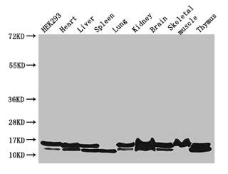 NDUFB6 Antibody, Biotin conjugated – Figure 1 of 3