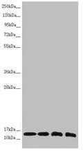 Western blot All lanes: NDUFS6 antibody at 1.1µg/ml Lane 1: Mouse heart tissue Lane 2: Mouse kidney tissue Lane 3: MCF-7 whole cell lysate Lane 4: HepG2 whole cell lysate Secondary Goat polyclonal to rabbit IgG at 1/10000 dilution Predicted band size: 14 kDa Observed band size: 14 kDa