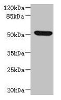 Western blot All lanes: NDUFV1 antibody at 3.46µg/ml + HepG2 whole cell lysate Secondary Goat polyclonal to rabbit IgG at 1/10000 dilution Predicted band size: 51, 50 kDa Observed band size: 51 kDa