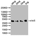 Western Blot
Positive WB detected in: recombinant protein
All lanes:iscS Antibody at 1:1000
Secondary
Goat polyclonal to rabbit IgG at 1/20000 dilution
Predicted band size: 38 kDa
Observed band size: 38 kDa