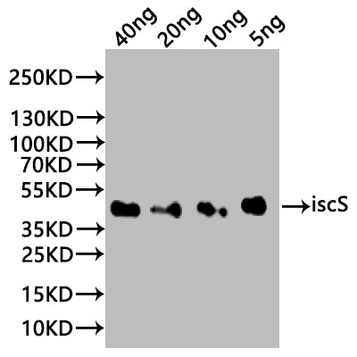 Western Blot
Positive WB detected in: recombinant protein
All lanes:iscS Antibody at 1:1000
Secondary
Goat polyclonal to rabbit IgG at 1/20000 dilution
Predicted band size: 38 kDa
Observed band size: 38 kDa