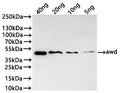 Western Blot
Positive WB detected in: recombinant protein
All lanes:awd Antibody at 1:1000
Secondary
Goat polyclonal to rabbit IgG at 1/20000 dilution
Predicted band size: 44.5 kDa
Observed band size: 44 kDa