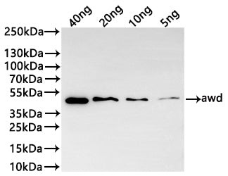 Western Blot
Positive WB detected in: recombinant protein
All lanes:awd Antibody at 1:1000
Secondary
Goat polyclonal to rabbit IgG at 1/20000 dilution
Predicted band size: 44.5 kDa
Observed band size: 44 kDa