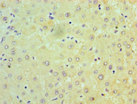 NDUFB7 Antibody, FITC conjugated – Figure 1 of 2