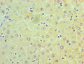 NDUFB7 Antibody, HRP conjugated – Figure 1 of 2