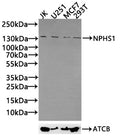 NPHS1 Antibody