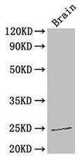 HMGB1 Antibody, HRP conjugated – Figure 1 of 4